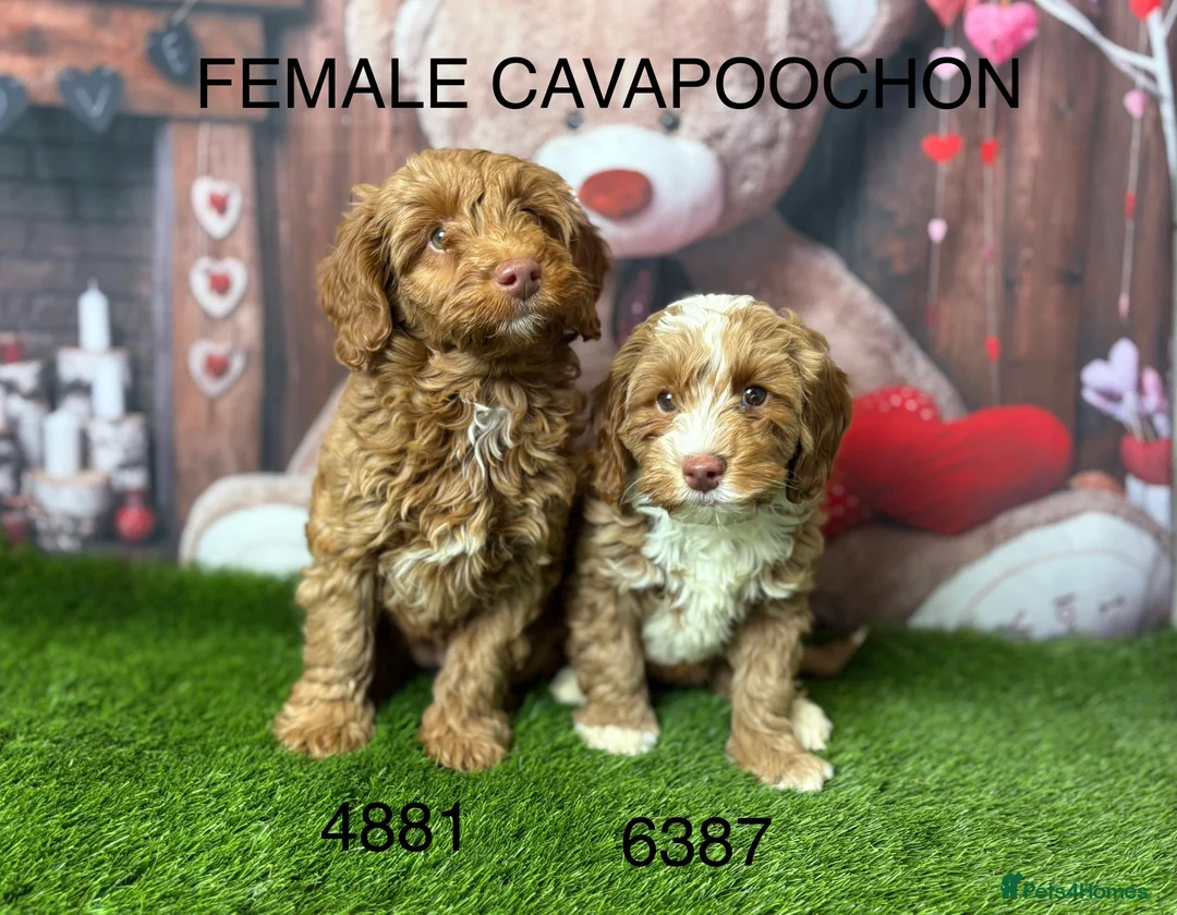 Cavachon dogs for sale: Stunning Cavapoochon Puppies licensed breeder  - Advert 3
