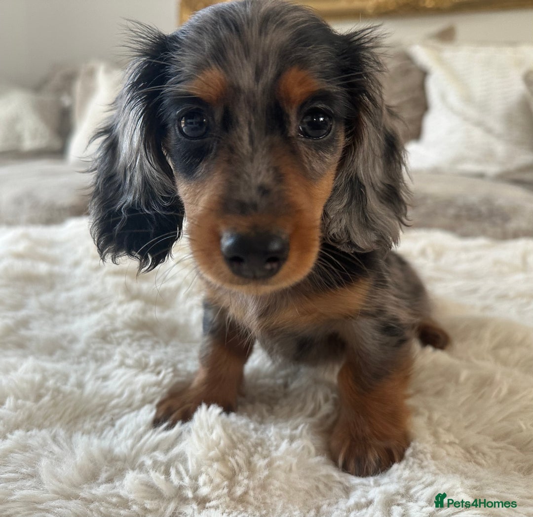 Miniature Dachshund dogs for sale: **MINI LONG HAIRED DACHSHUND** - Image 11