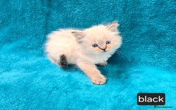 Ragdoll cats for sale: PEDIGREE GCCF REG CHAMPION LINE RAGDOLL KITTENS - Image 20