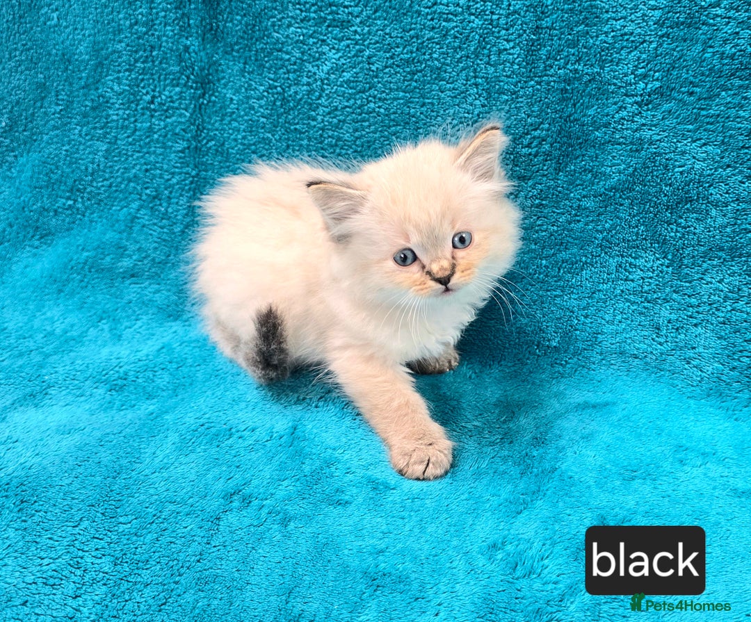 Ragdoll cats for sale: PEDIGREE GCCF REG CHAMPION LINE RAGDOLL KITTENS - Image 20