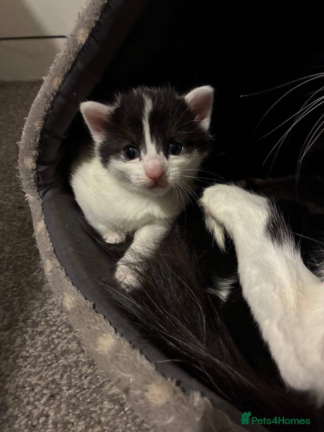 Mixed Breed cats for sale: Five kittens looking for their forever home  - Advert 12