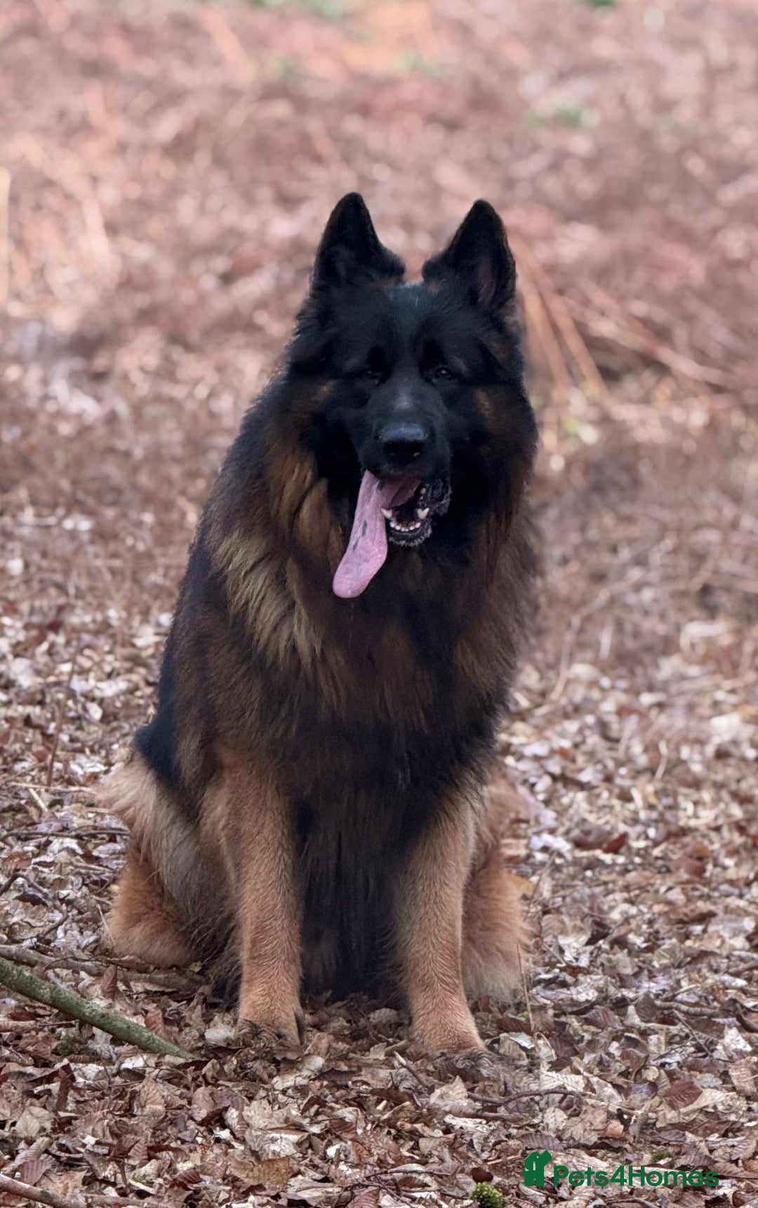 German Shepherd dogs for sale: Outstanding -KC registered male German shepherd  - Advert 8