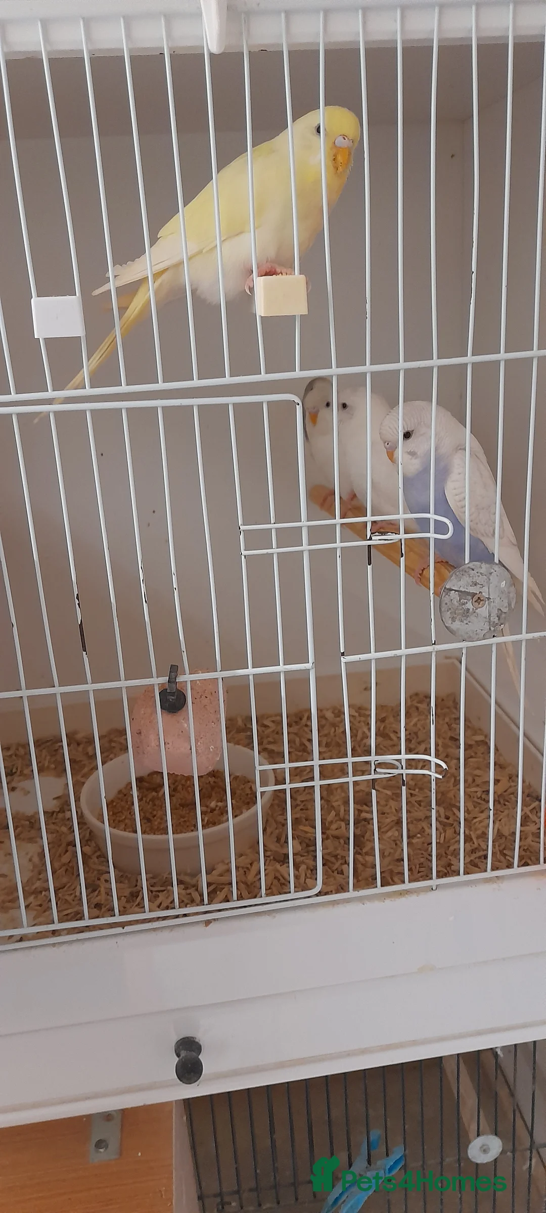 Budgerigars birds for sale: Budgies for sale - Advert 3