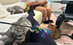 Bengal cats for sale: Bangal Kittens  - Image 3