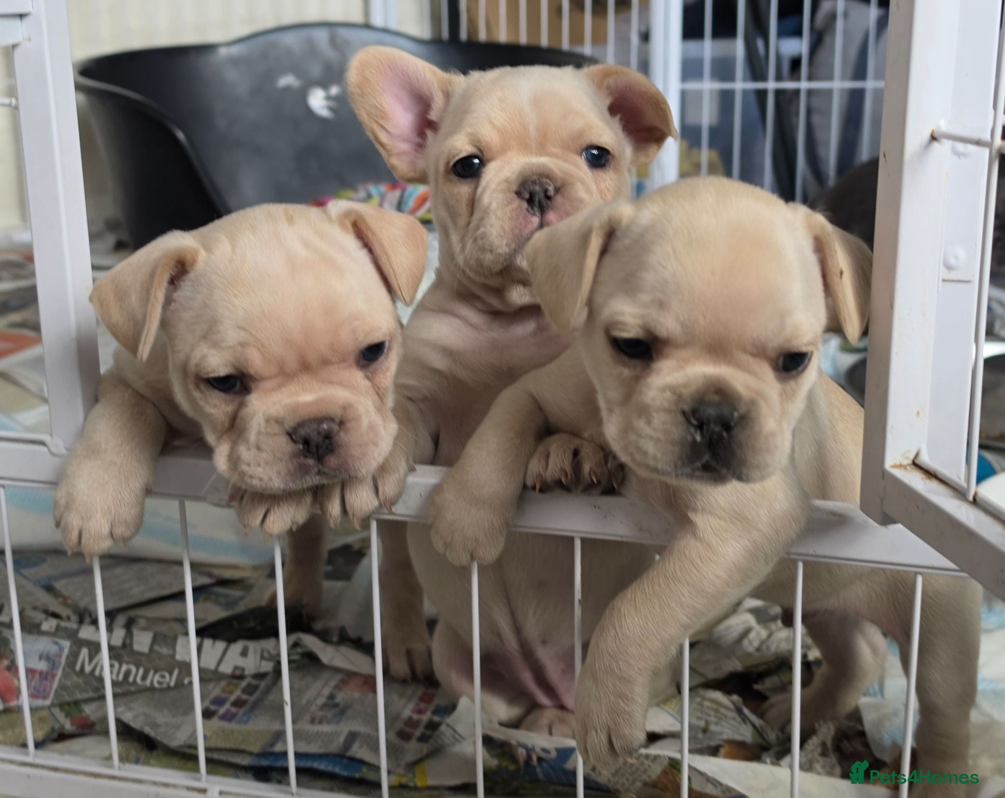 French Bulldog dogs French bulldog Puppies.  - Advert 1