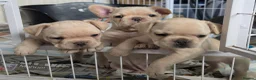 French Bulldog dogs for sale: French bulldog Puppies.  - Advert 26