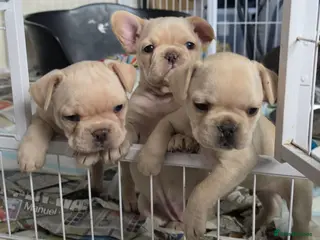 French Bulldog dogs French bulldog Puppies. - Advert 1