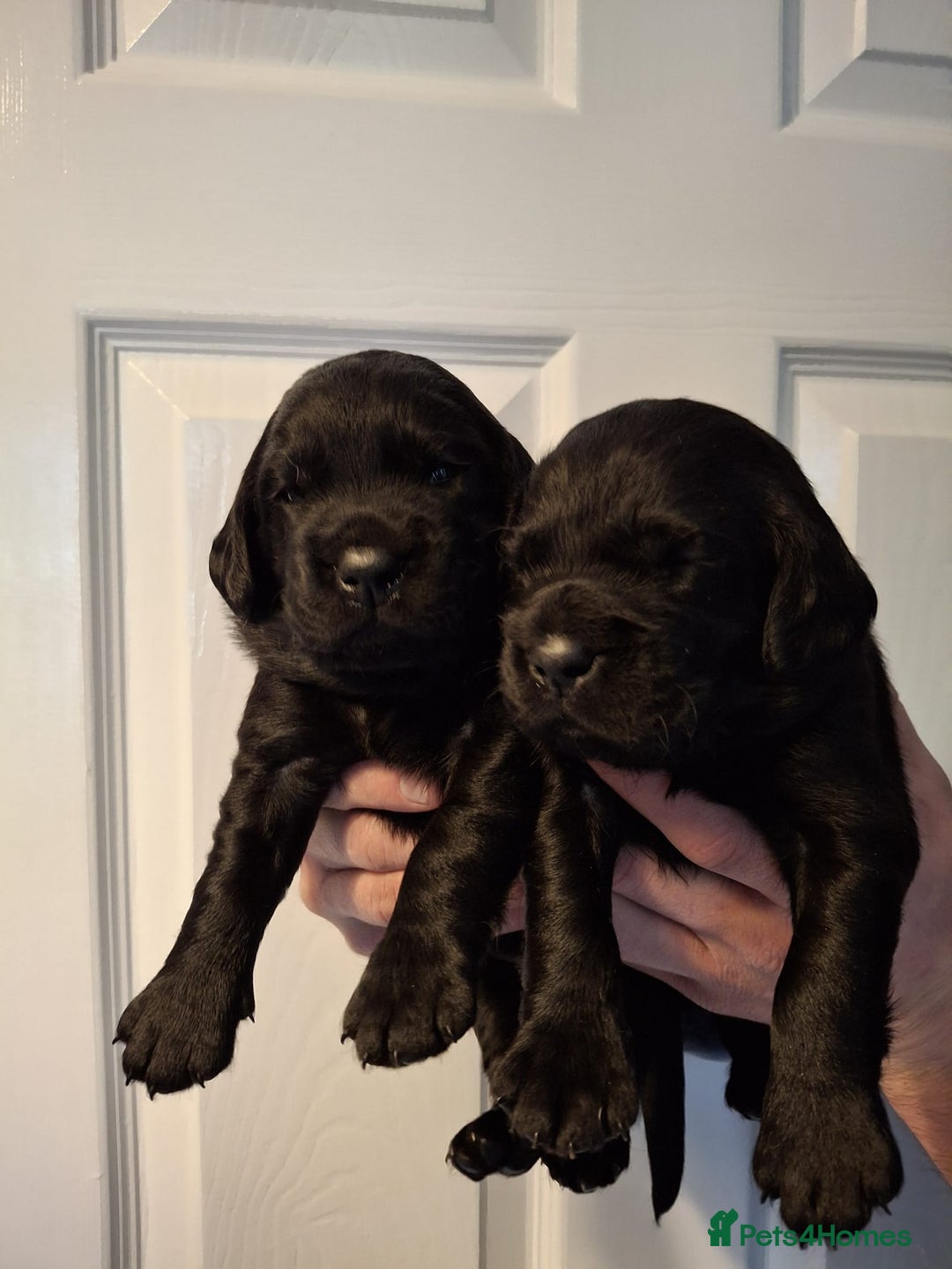 Cockerdor dogs for sale: stunning cockerdors (1left)🐶 5⭐️ licensed breeder - Advert 10