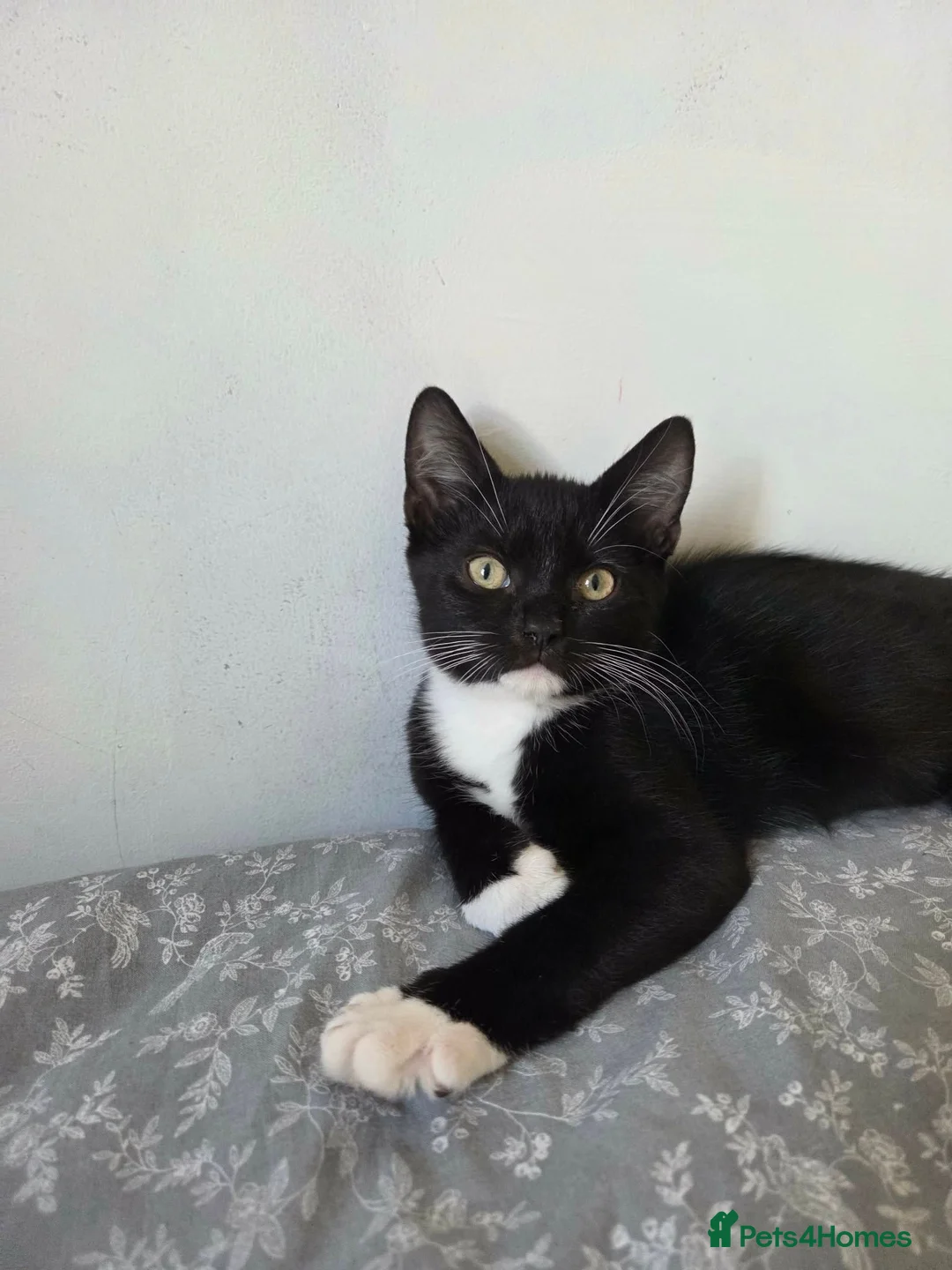 British Shorthair cats for sale: Male and Female British Shorthair Kittens in Evesham - Advert 6