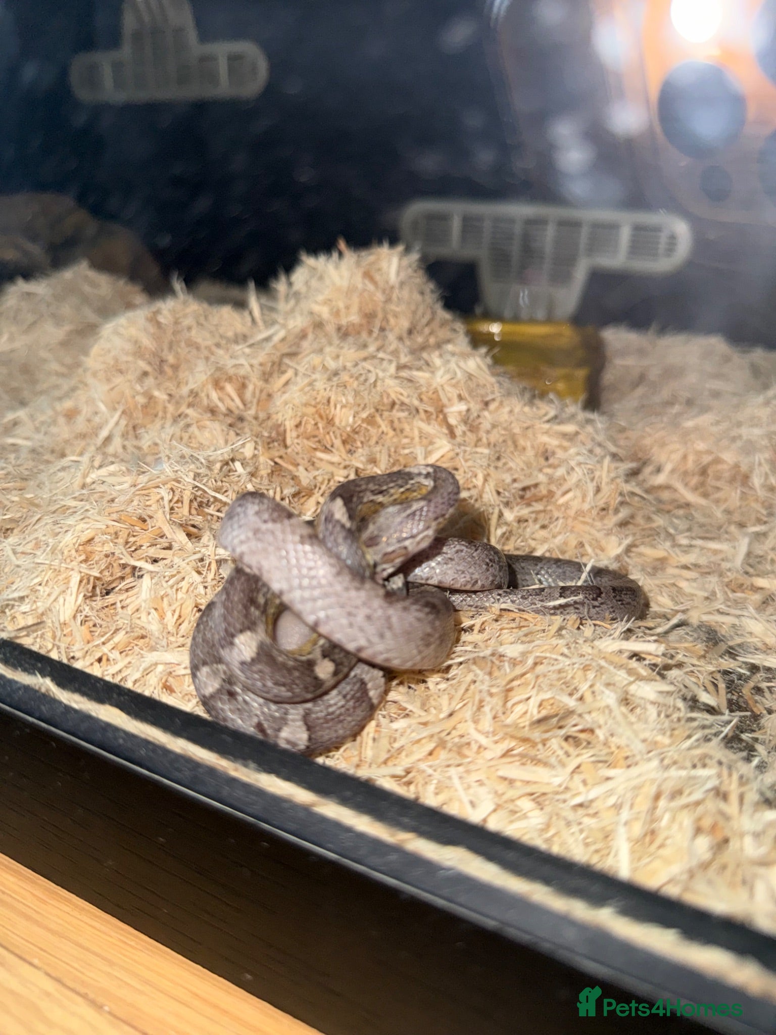 Corn Snake reptiles Corn snake  - Advert 3