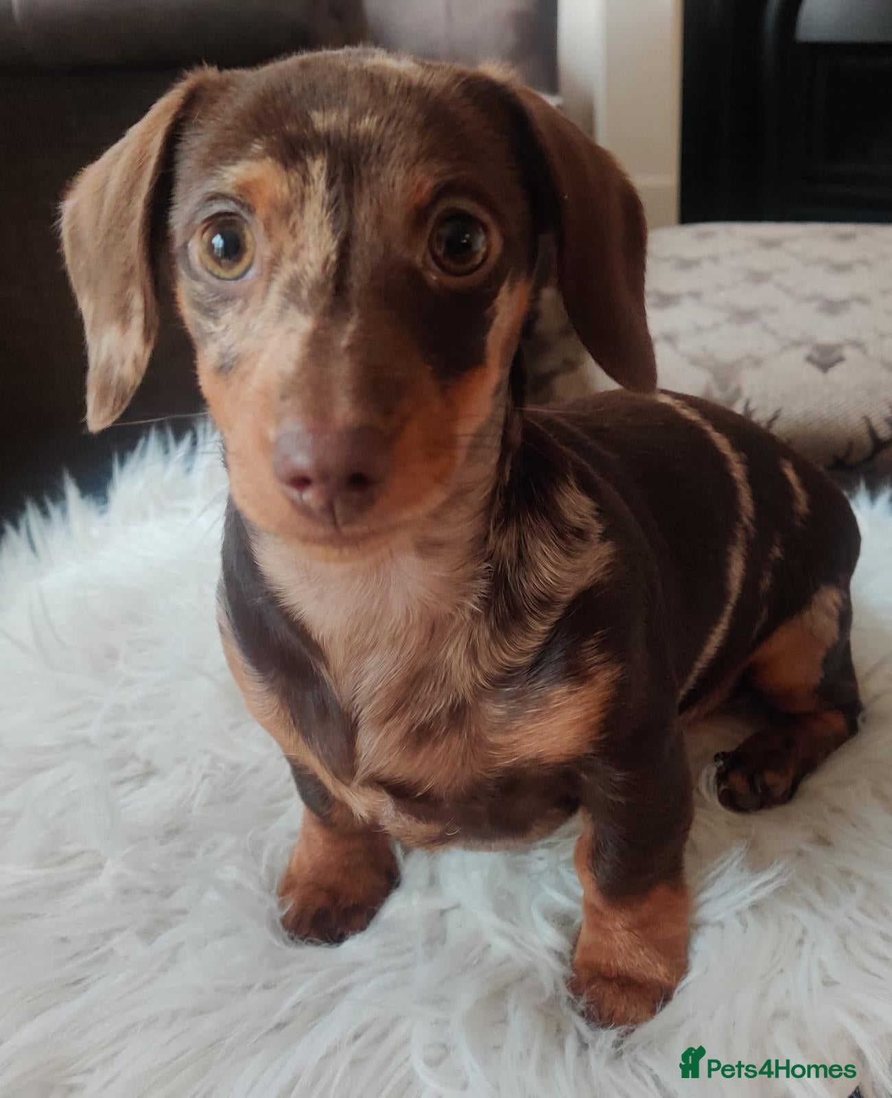 Miniature Dachshund dogs Two chocolate males - Advert 1