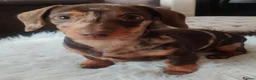 Miniature Dachshund dogs for sale: Two chocolate males in St Albans - Advert 1