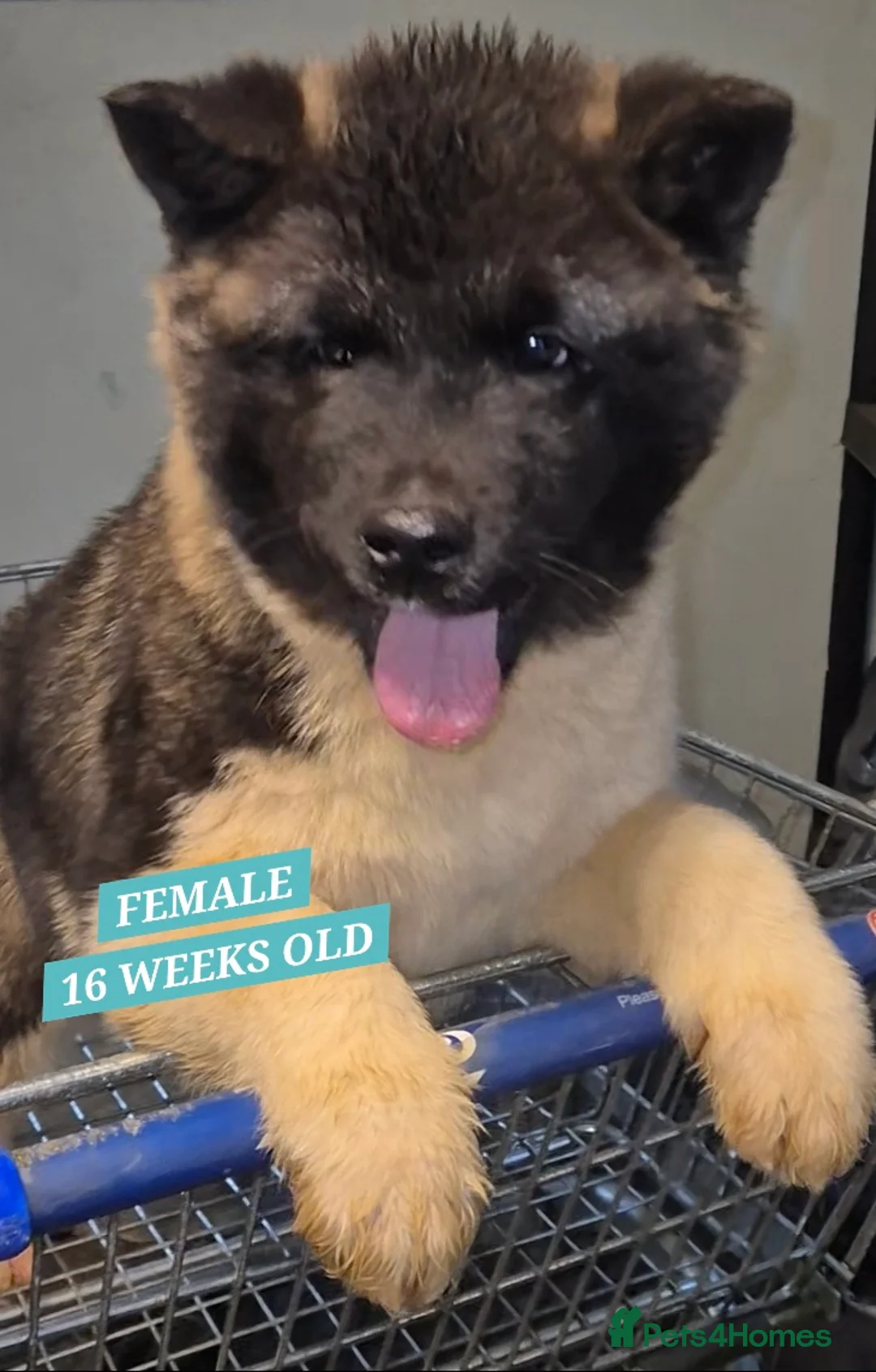 Akita dogs for sale: AMERICAN AKITA FEMALES BLACK MASK BEARS - Advert 4
