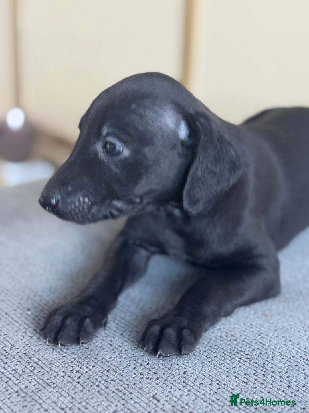 Whippet dogs for sale: Whippet  - Advert 3