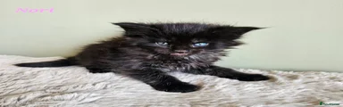 Nori