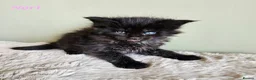Maine Coon cats for sale: Stunning Pedigree Maine Coon Kittens  - Advert 8