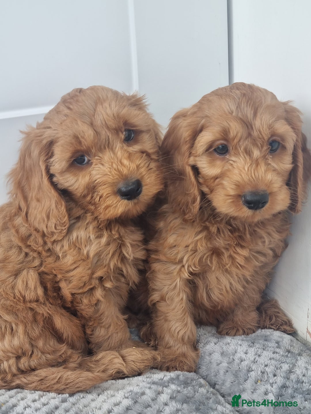 Cockapoo dogs for sale: Red and apricot F1 Cockapoo puppies  - Image 14
