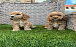 Cockapoo dogs for sale: F1 pra clear Cockapoos  - Advert 19