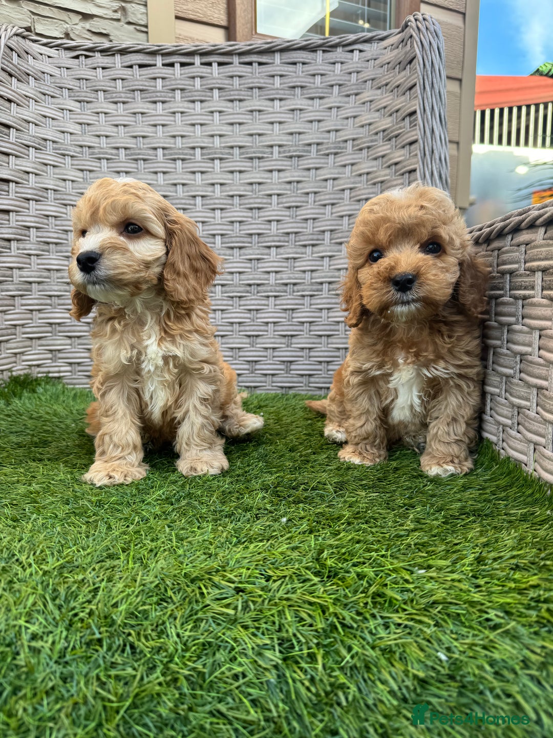 Cockapoo dogs for sale: F1 pra clear Cockapoos  - Advert 19