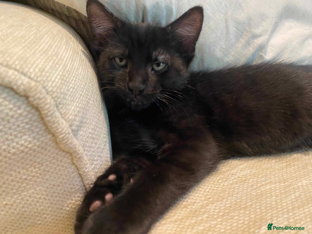 Domestic Shorthair cats for sale: 3 gorgeous kittens ready for their new home - Image 13
