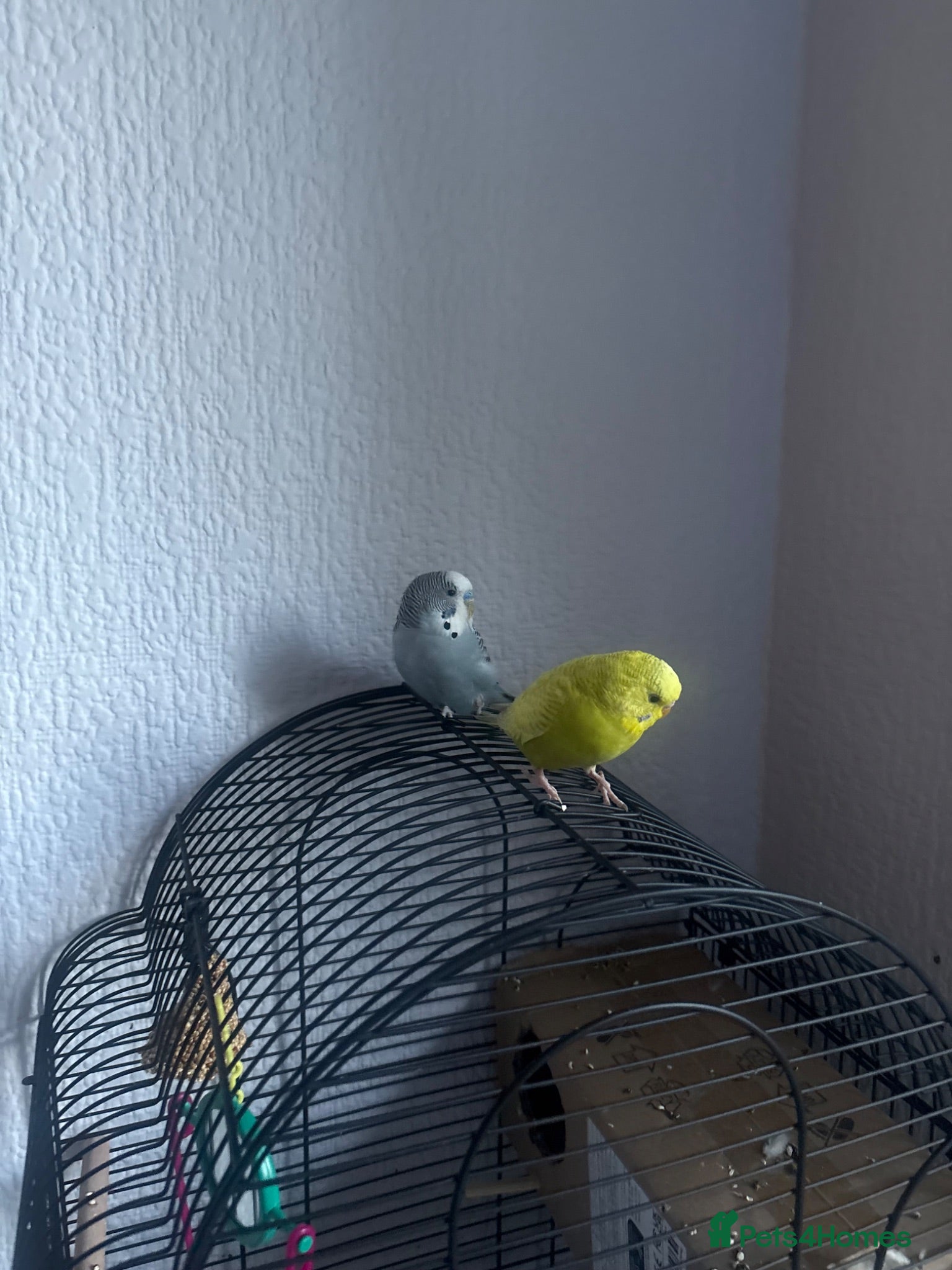 Budgerigars birds X2 birds with cage  - Advert 1