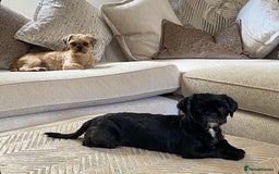 Shih Tzu dogs for sale: Two beautiful shih tzu’s mother and daughter  - Image 1