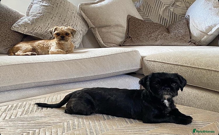 Shih Tzu dogs - Advert 1
