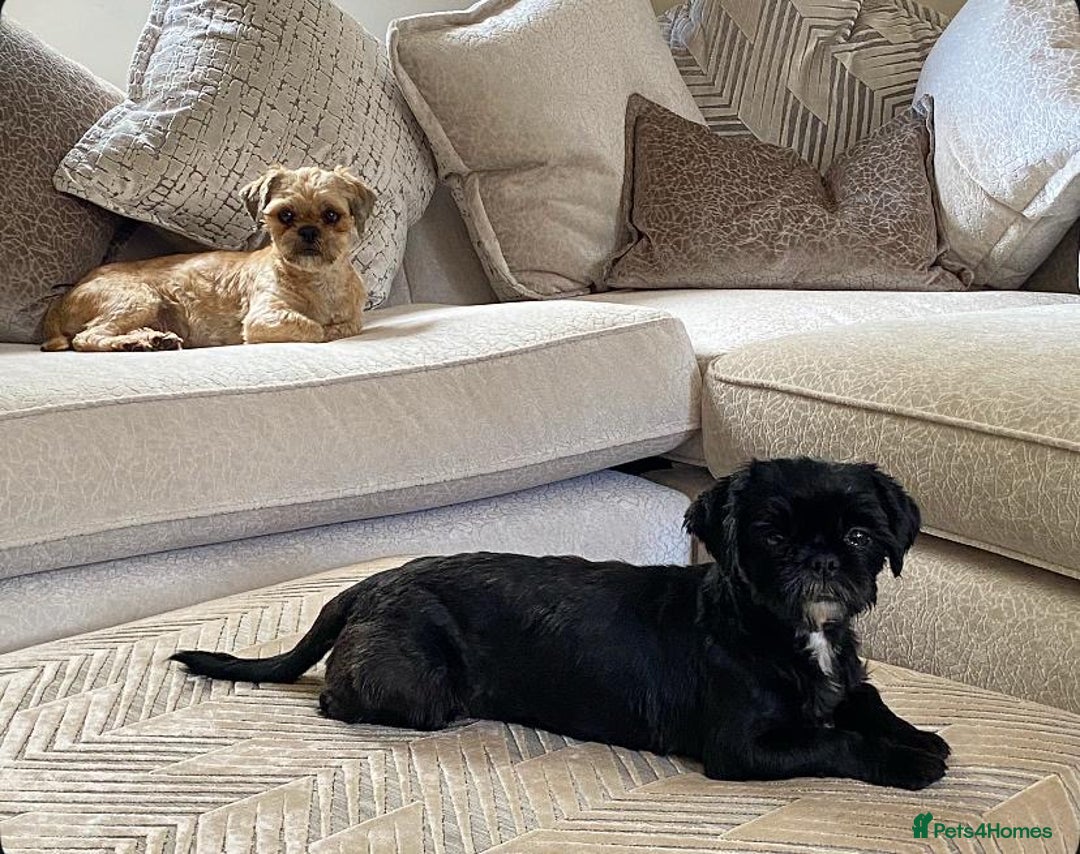 Shih Tzu dogs for sale: Two beautiful shih tzu’s mother and daughter  - Image 1