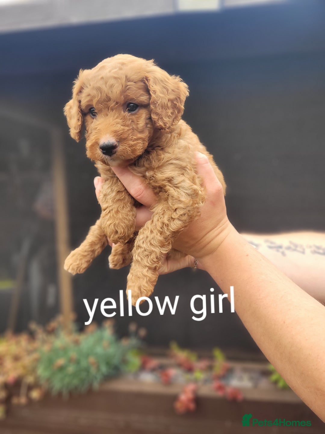 Labradoodle dogs for sale:  Apricot Doodle labradoodles - Image 28