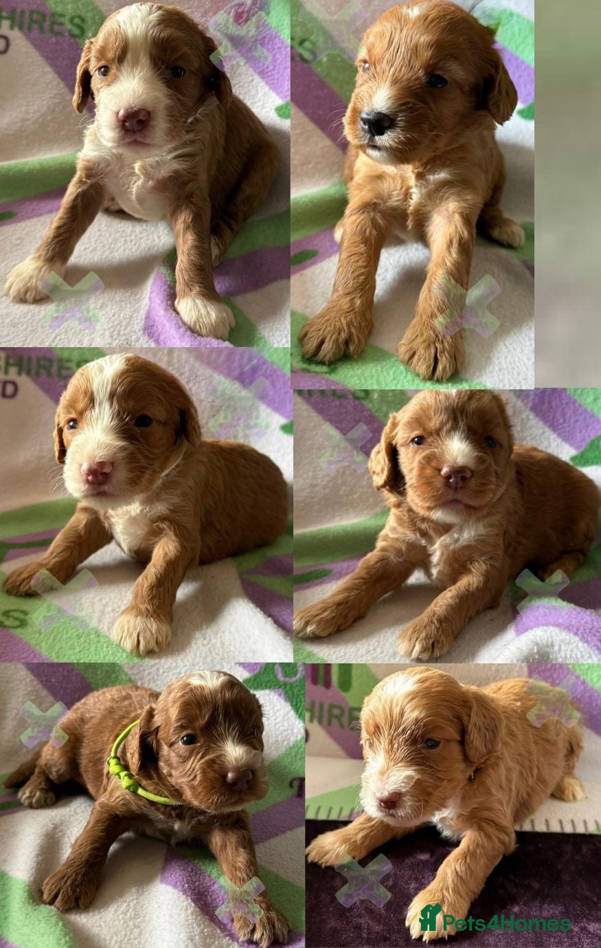 Cockapoo dogs F1 Apricots and fox reds mini cockapoos 30 dna clr - Advert 1