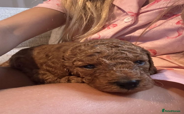 Labradoodle dogs - Advert 16