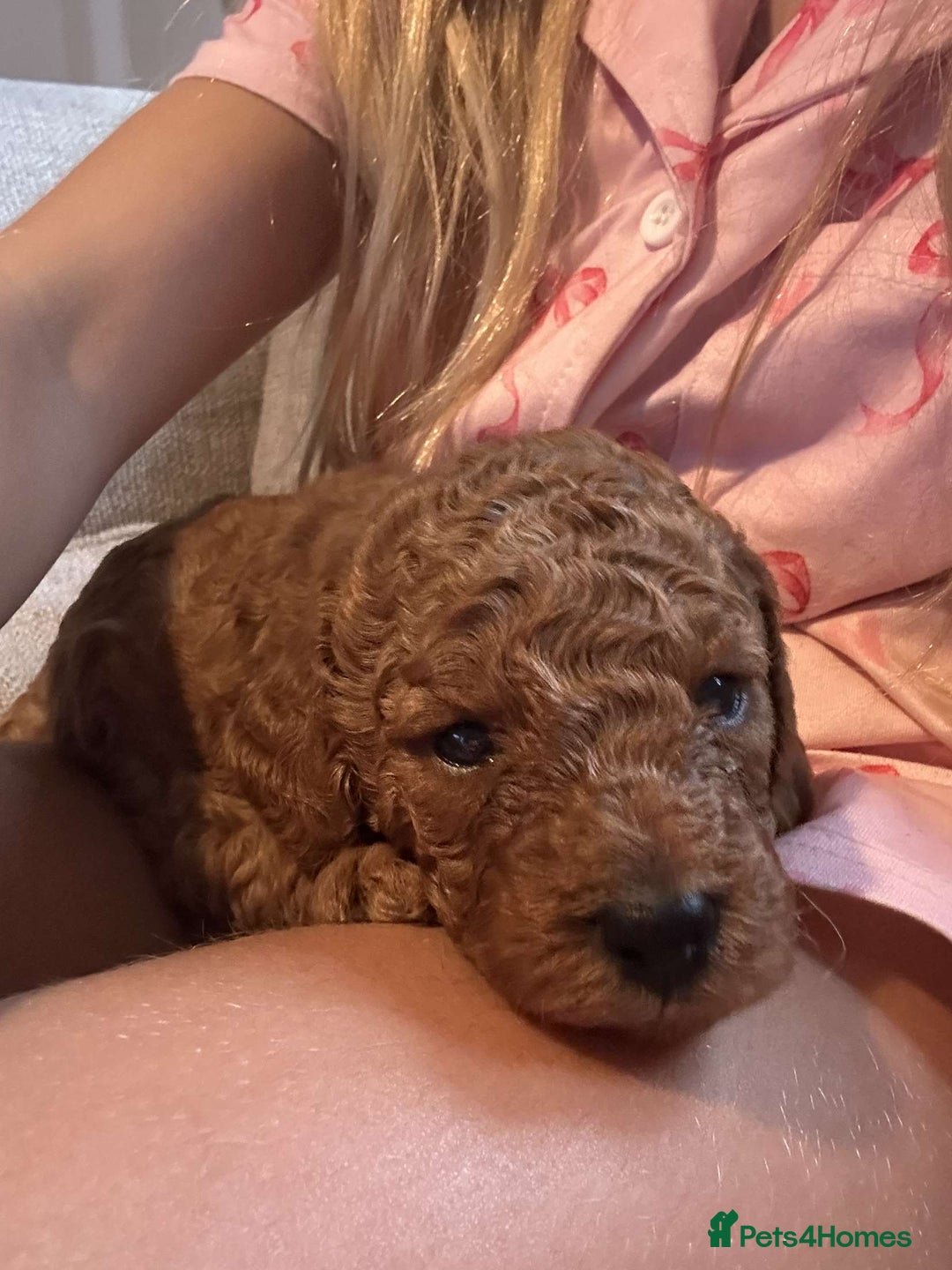 Labradoodle dogs for sale: 🐾AVAILABLE TO VIEW! - Fox Red Labradoodle Pups 🐾 - Image 12