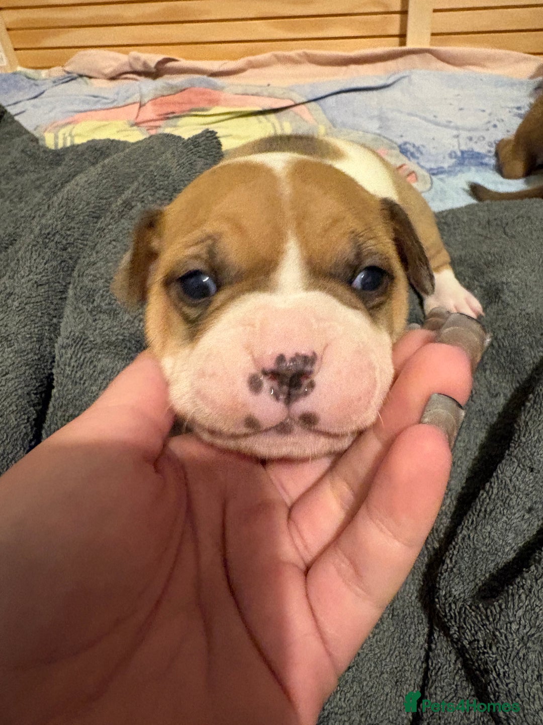 Mixed Breed dogs for sale: Staffordshire bull terrier x american bulldog pups - Advert 3