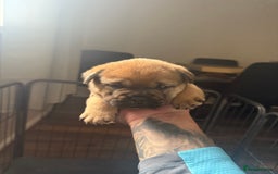 Mixed Breed dogs for sale: Two Gorgeous Boys ready to go! - Image 3