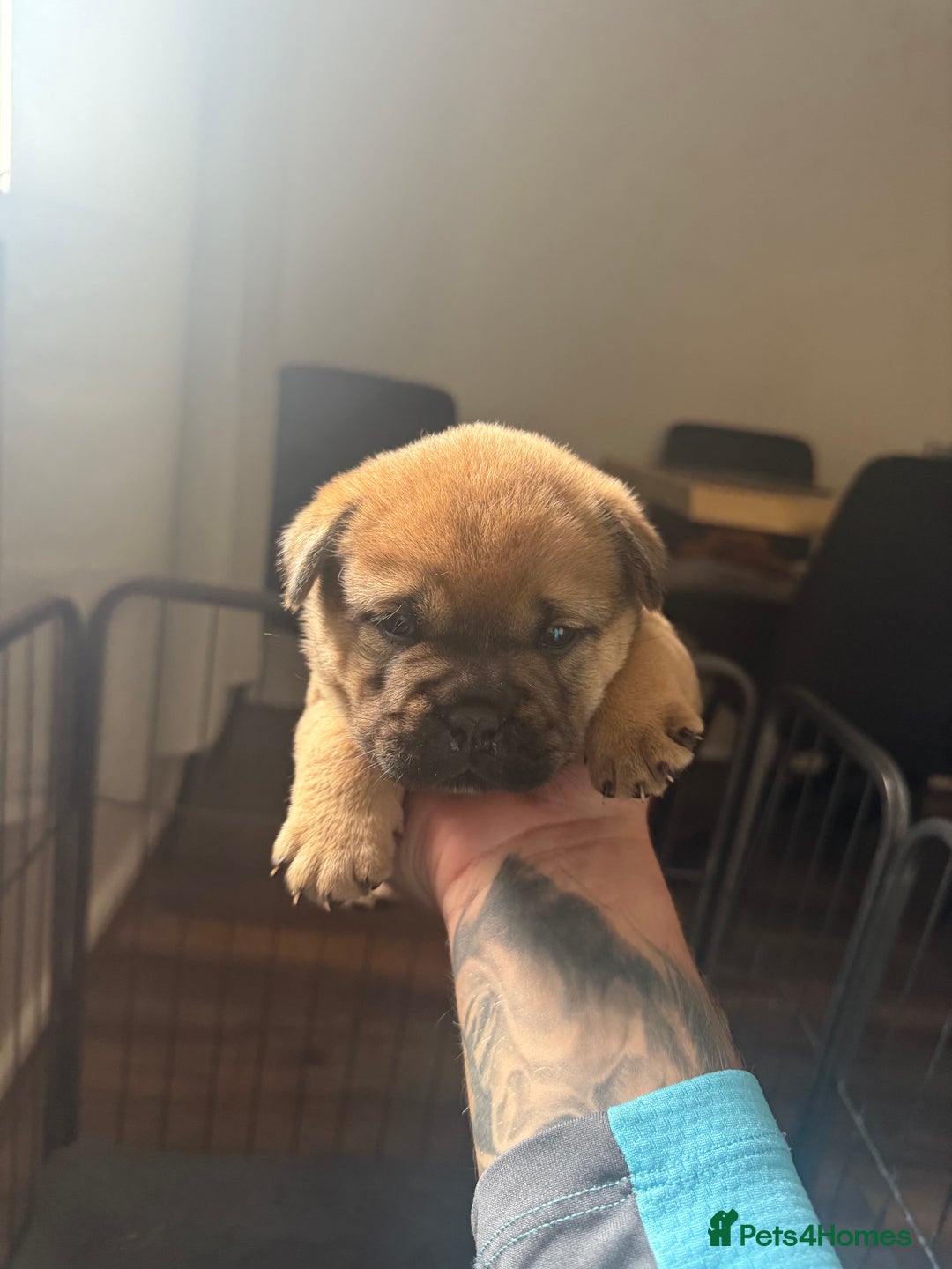 Mixed Breed dogs for sale: Two Gorgeous Boys ready to go! - Image 3