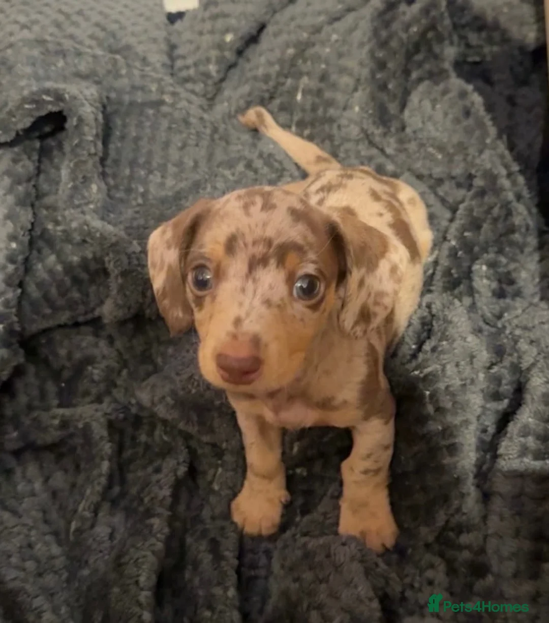 Miniature Dachshund dogs for sale: Miniature dachshund puppy  in Liverpool - Advert 2