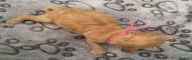 Tan Girl (Runt of the litter)
