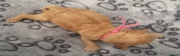 Cockapoo dogs for sale: Cockapoo puppies - Advert 7