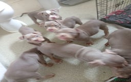 American Bully dogs for sale: Pocket bullies  - Image 8