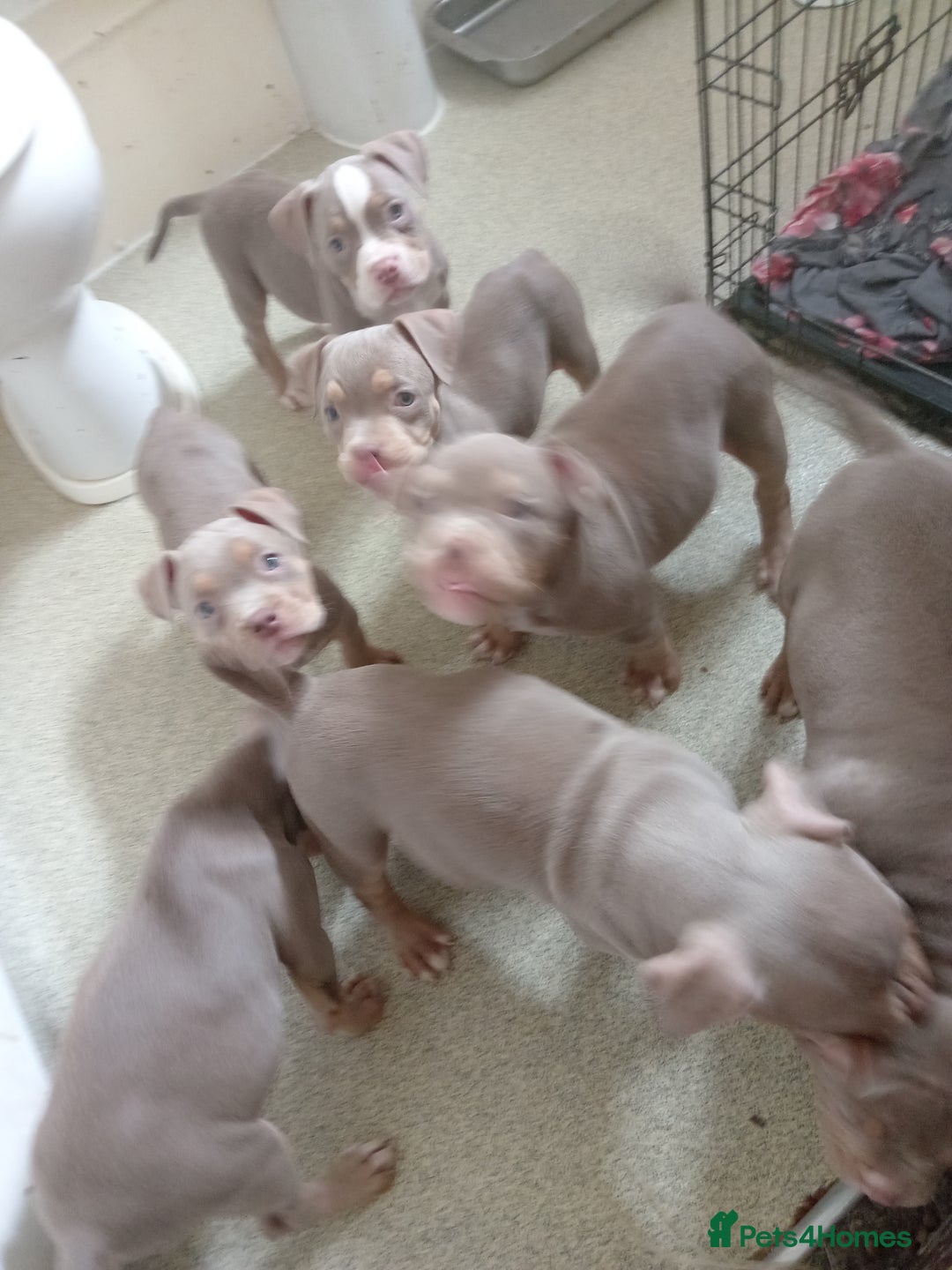 American Bully dogs for sale: Pocket bullies  - Image 8