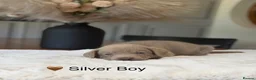 Labrador Retriever dogs for sale: Health tested yellow/champagne Labrador puppies - Advert 6