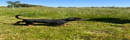 Dobermann dogs for sale: Outstanding Quality Dobermann puppies, KC REG - Advert 3