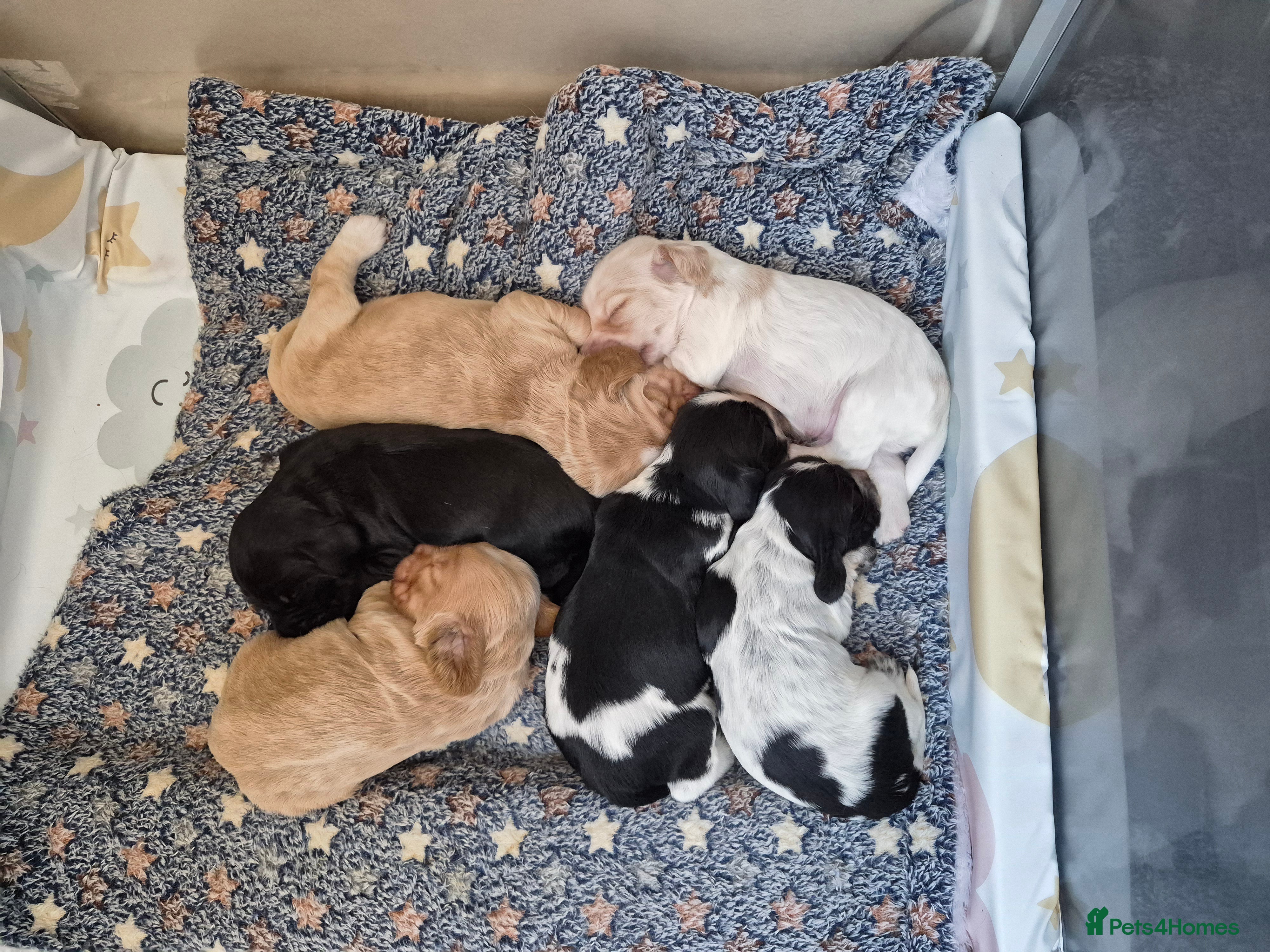Cocker Spaniel dogs Open for reserve English Cocker Spaniel puppies - Advert 1