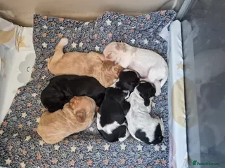 Cocker Spaniel dogs Open for reserve English Cocker Spaniel puppies - Advert 1