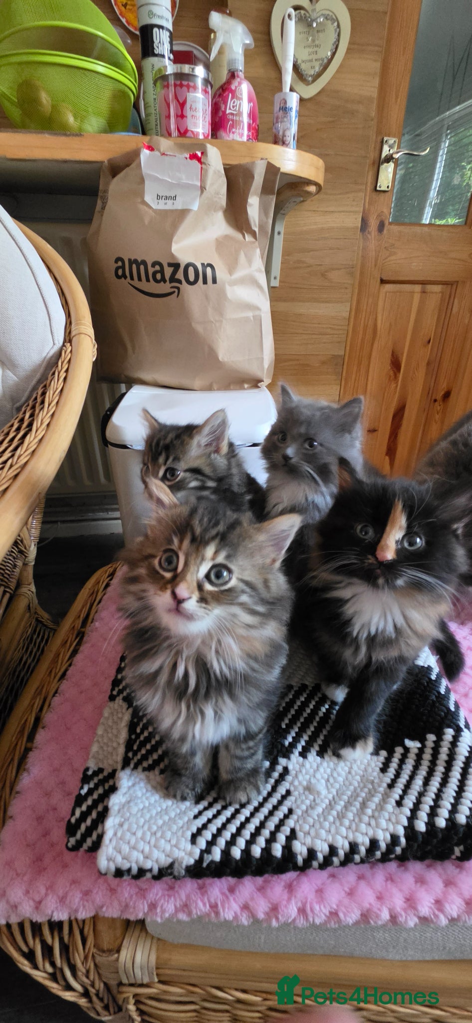 Mixed Breed cats Adorable Mainecoon kittens  - Advert 18