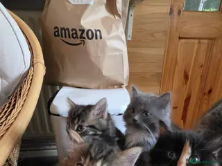 Mixed Breed cats Adorable Mainecoon kittens - Advert 18