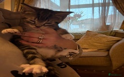 Mixed Breed cats for sale: Mixed bead boys  - Image 3