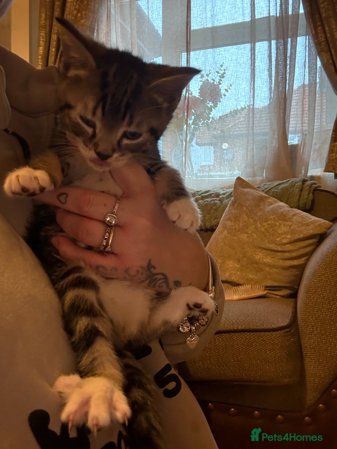Mixed Breed cats for sale: Mixed bead boys  - Image 3