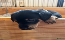 Mixed Breed dogs for sale: Jack Russell x Dachshund - Image 8