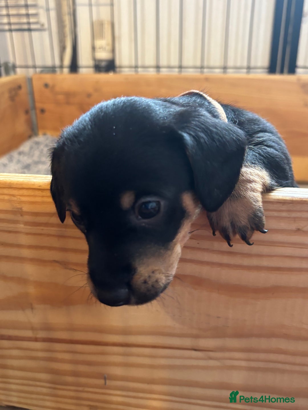 Mixed Breed dogs for sale: Jack Russell x Dachshund - Image 8